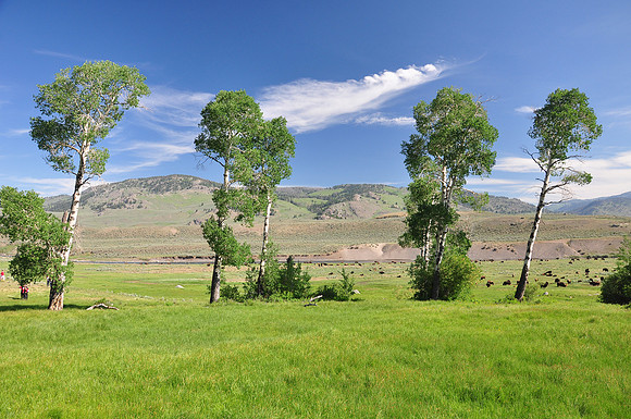Yellowstone National Park: Lamar Valley.