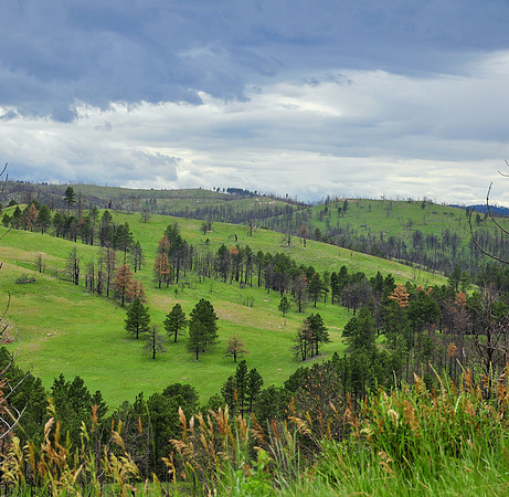 Custer State Park, South Dakota