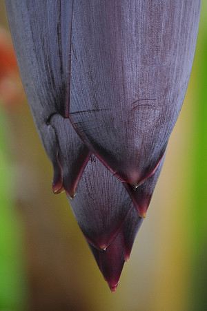 From a banana plant